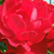 Vörös - Talajtakaró rózsa - Limesglut